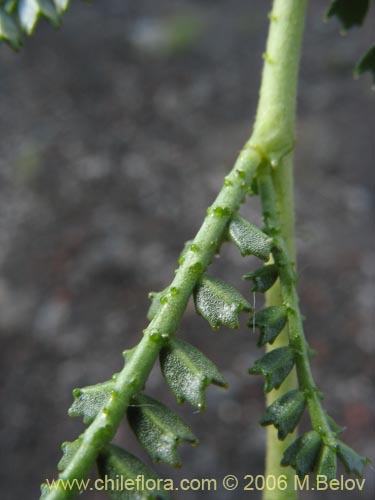 Bild von Adesmia emarginata (Paramela). Klicken Sie, um den Ausschnitt zu vergrössern.